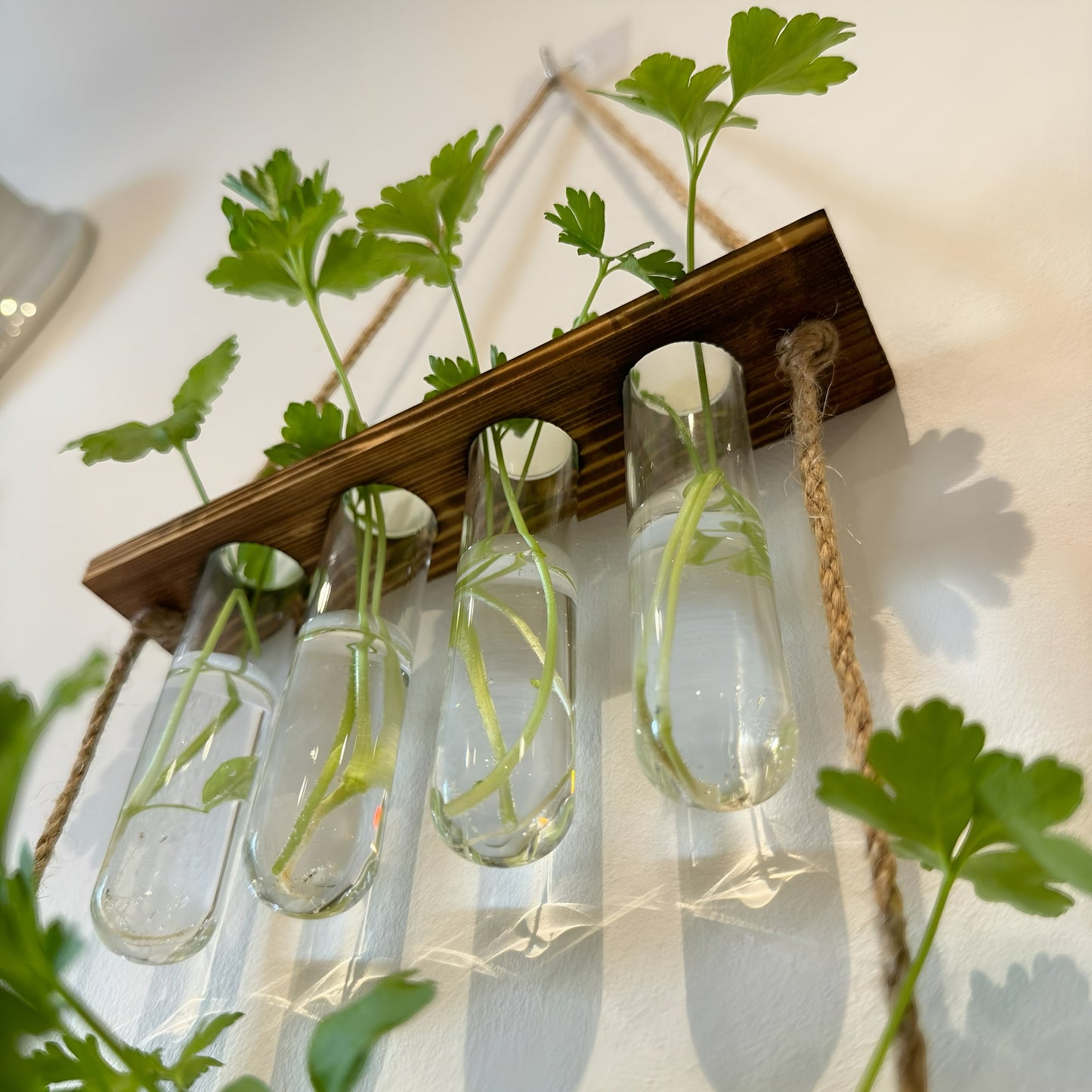 Testtube Vases Hanging Hydroponic System, Test Tube Propagate Plant Clipping Pothos Wall Propagation System