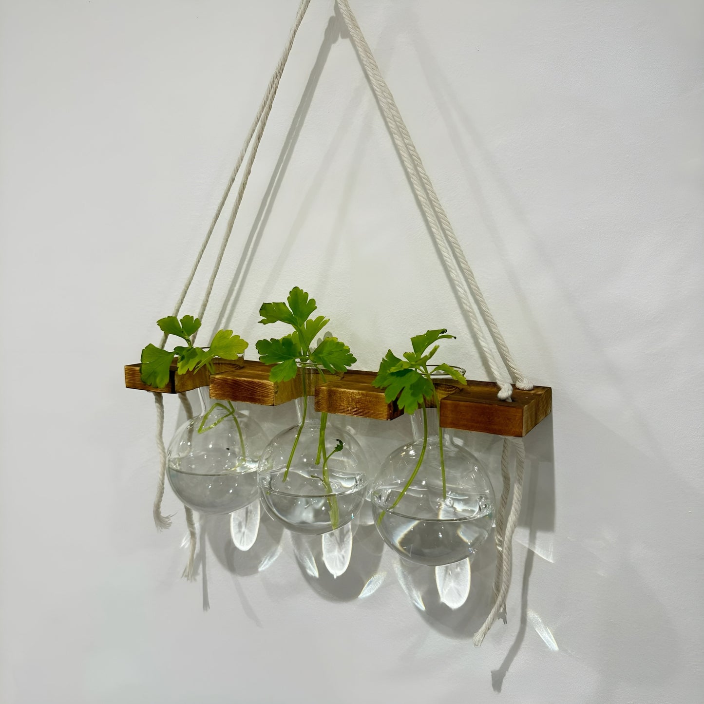 Hanging Hydroponic System, 1-Tier Bulb Glasses Propagate Wall Hanging Plant Clipping Pothos Propagation System